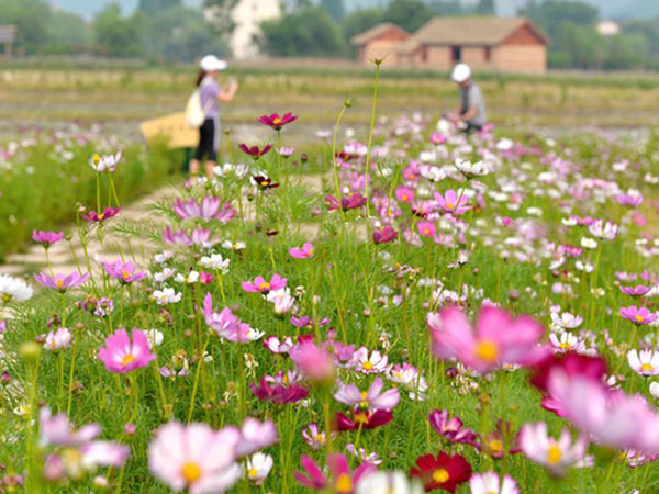 格桑花